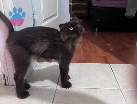 Kızımız milka ya eş arıyoruz