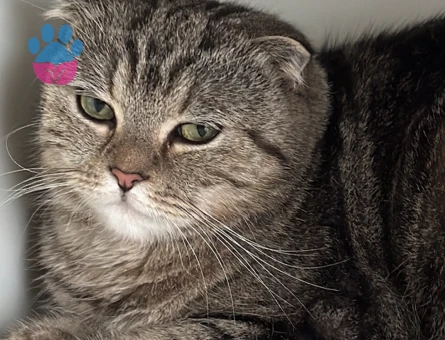 Scottish straight 2 Yaşında Eş Arıyor