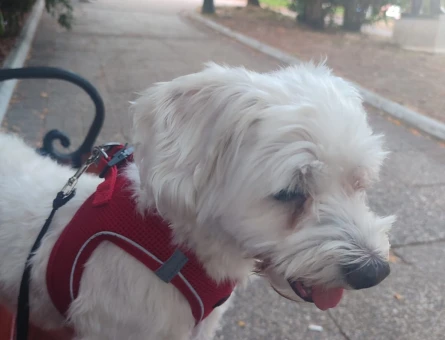 maltese terrier oğlumuza eş arıyoruz - 118978646