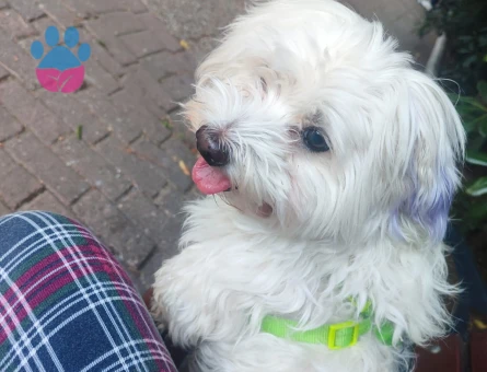 maltese terrier oğlumuza eş arıyoruz