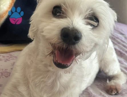 maltese terrier oğlumuza eş arıyoruz