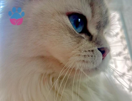 diva kızımıza eş arıyoruz