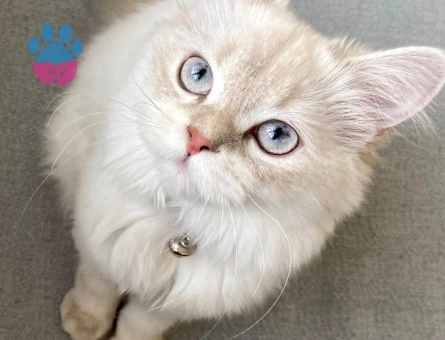 diva kızımıza eş arıyoruz