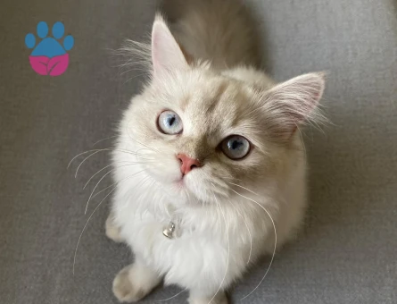 diva kızımıza eş arıyoruz