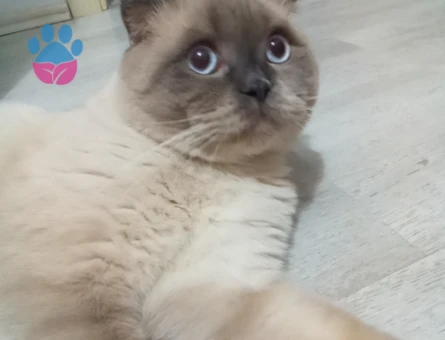 PARS OĞLUMUZ BRITHISH SORT HAIR EŞ ARIYOR!!!!😻💝🔥