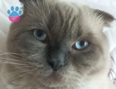 PARS OĞLUMUZ BRITHISH SORT HAIR EŞ ARIYOR!!!!😻💝🔥