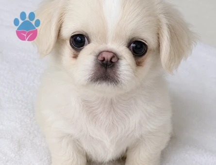 8 aylık erkek beyaz pekingese oğluma eş arıyorum