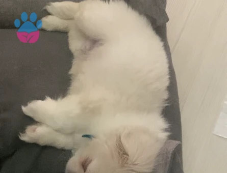 8 aylık erkek beyaz pekingese oğluma eş arıyorum