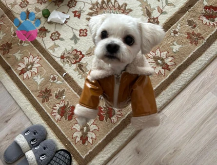 Maltese Terrier oğlumuza eş arıyoruz. - 118984579