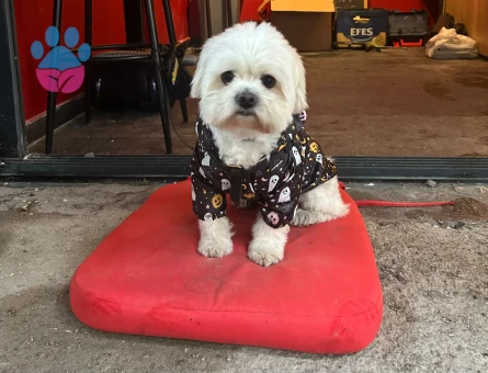Maltese Terrier oğlumuza eş arıyoruz.