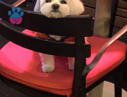 Maltese Terrier oğlumuza eş arıyoruz.