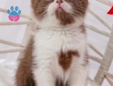 cinnamon bicolor british shorthair