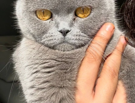 British Shorthair Kızgınlıkta - 118971058