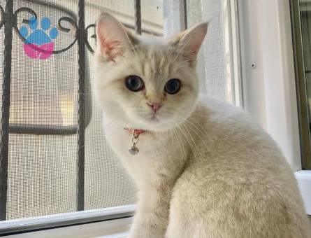 British Shorthair 1 Yaşında Eş Arıyor