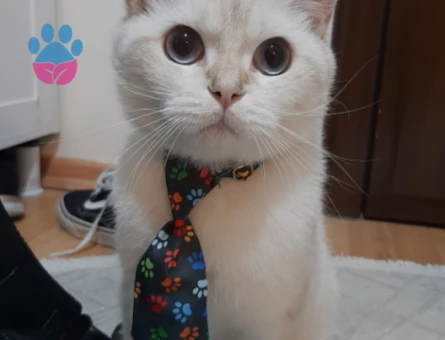 British Shorthair 1 Yaşında Eş Arıyor