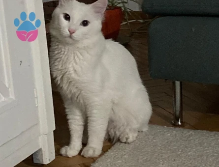 Ragdoll 1 Yaşında Eş Arıyor