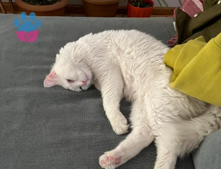 Ragdoll 1 Yaşında Eş Arıyor
