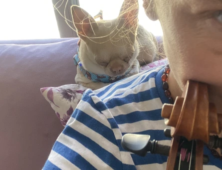 Chihuahua 2 Yaşında Eş Arıyoruz - 118971065