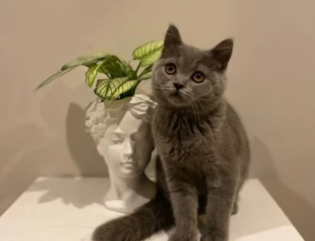 1 Yaşındaki British Short Hair Cins Kızımıza Eş Arıyoruz - 118971084