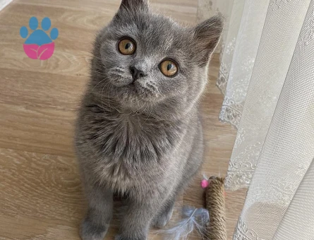 1 Yaşındaki British Short Hair Cins Kızımıza Eş Arıyoruz