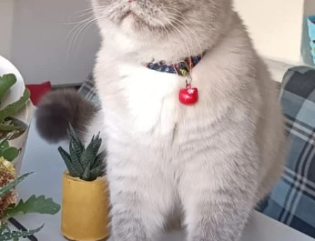 Dişi British Shorthair 1 Yaşında - 118971085