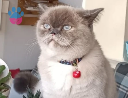 Dişi British Shorthair 1 Yaşında