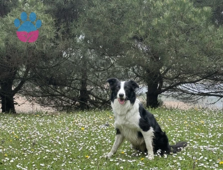 Erkek Border Collie