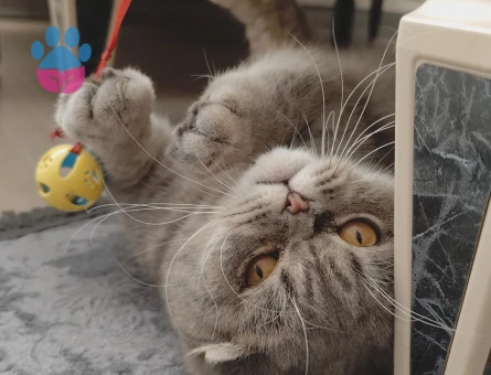 Oğluma gelin adayı arıyorum