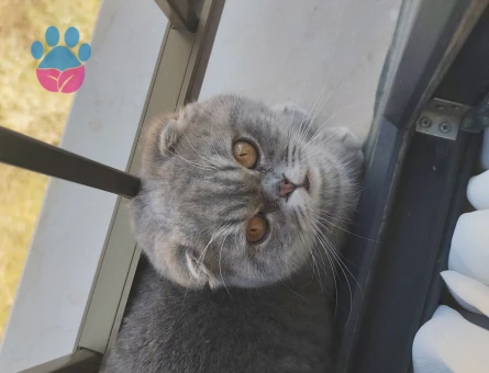 Oğluma gelin adayı arıyorum