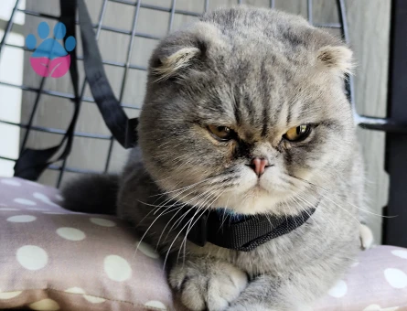 Oğluma gelin adayı arıyorum