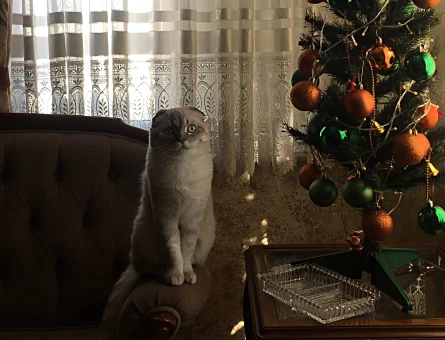 Scottish Fold 1 Yaşında Kedim Eş Arıyor - 118979250