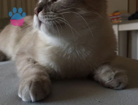 Scottish Fold 1 Yaşında Kedim Eş Arıyor