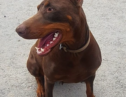 Doberman - 118979255