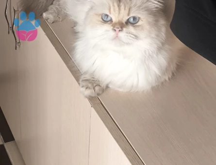 British longhair erkek 1 Yaşında - 118984870