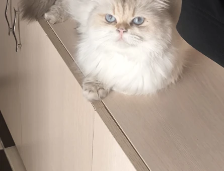 British longhair erkek 1 Yaşında - 118984870