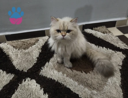 British longhair erkek 1 Yaşında - Görsel 3