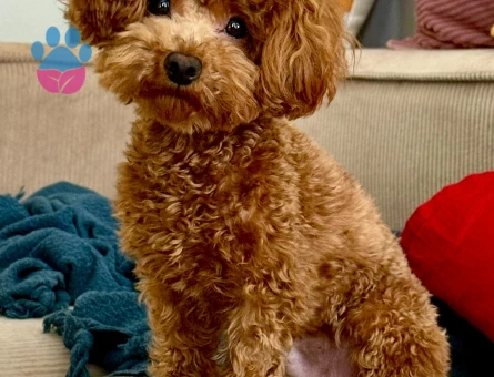 TEACUP KORE POODLE OĞLUM İÇİN EŞ ARIYORUM - 118984871