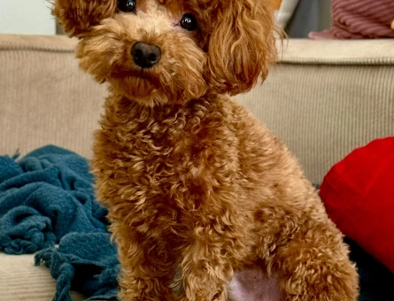 TEACUP KORE POODLE OĞLUM İÇİN EŞ ARIYORUM - 118984871