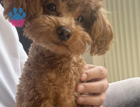 TEACUP KORE POODLE OĞLUM İÇİN EŞ ARIYORUM - Görsel 3
