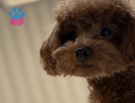 TEACUP KORE POODLE OĞLUM İÇİN EŞ ARIYORUM - Görsel 4