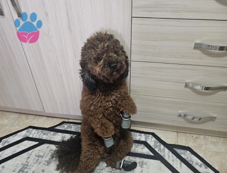 Toy Poodle 2 Yaşında Eş Arıyoruz - 118984875
