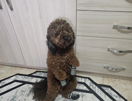 Toy Poodle 2 Yaşında Eş Arıyoruz - 118984875