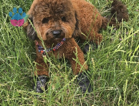Toy Poodle 2 Yaşında Eş Arıyoruz - Görsel 3