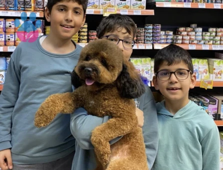 Toy Poodle 2 Yaşında Eş Arıyoruz - Görsel 4