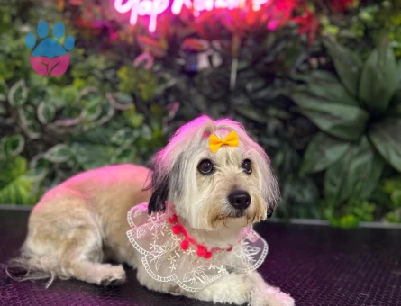 Maltese Terrier 3,5 Yaşında Kızıma Eş Arıyorum - Görsel 3