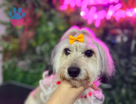Maltese Terrier 3,5 Yaşında Kızıma Eş Arıyorum - Görsel 2
