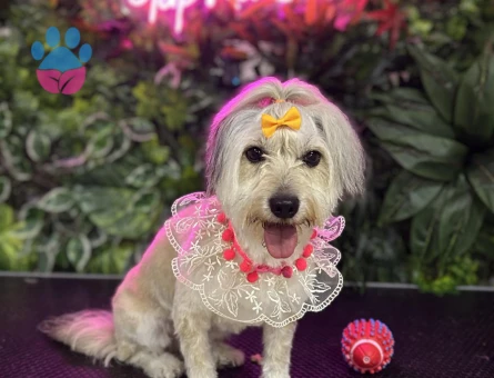Maltese Terrier 3,5 Yaşında Kızıma Eş Arıyorum - Görsel 4