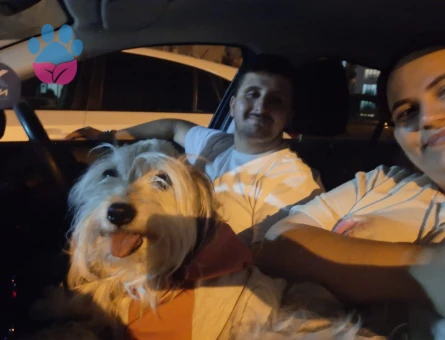Maltese Terrier 3,5 Yaşında Kızıma Eş Arıyorum - Görsel 5