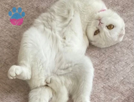 Scottish fold kızımız Eş Arıyor