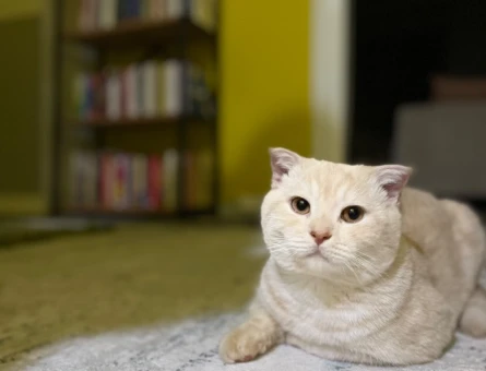 British Shorthair 1,5 Yaşında Eş Arıyor - 118971675